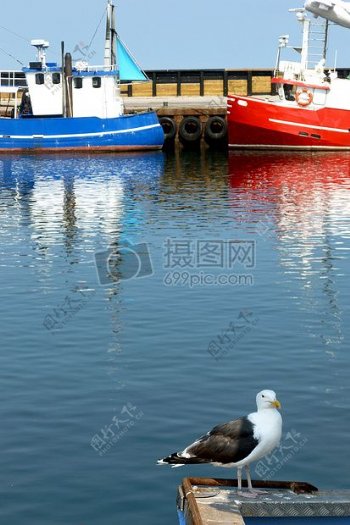 小船和一只海鸥