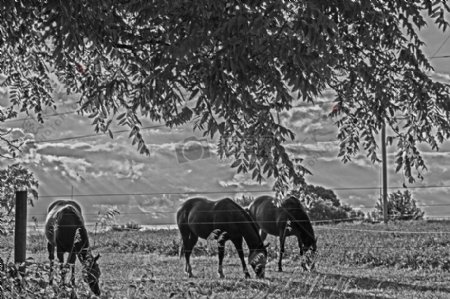 马在吃草高对比度黑白