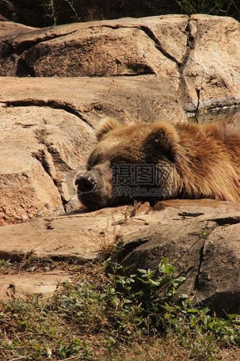 棕色的熊睡觉