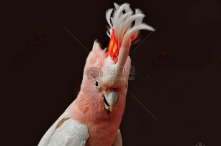 粉红色的鹦鹉