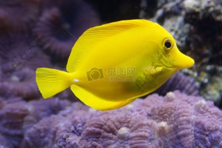 黄颜色的小鱼
