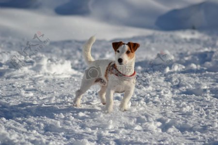 雪地里的狗狗