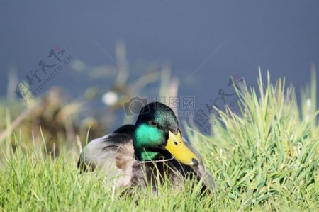 草丛中的绿头鸭