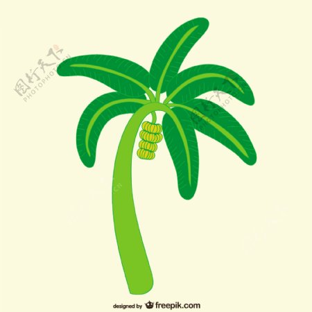 香蕉树的插图