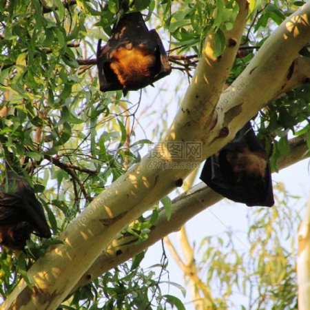 倒在树上睡觉的蝙蝠