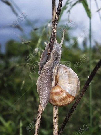 悬挂在枝头的蜗牛