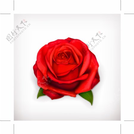 精美红色玫瑰花矢量素材