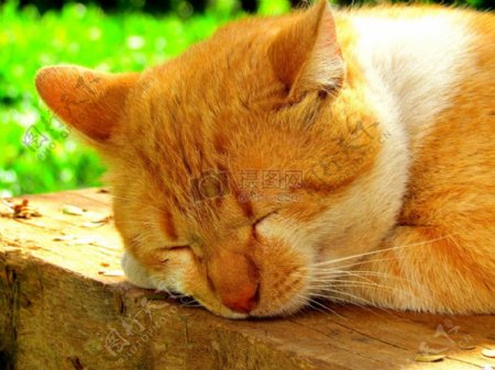 在木桩上休息的猫咪