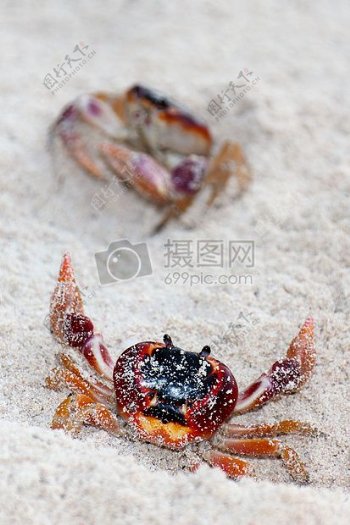 沙滩上的小蟹