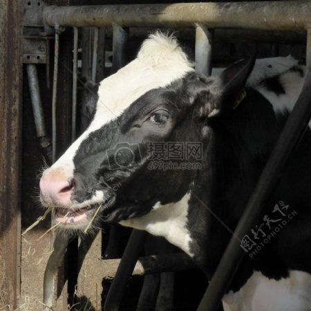 笼子里的奶牛