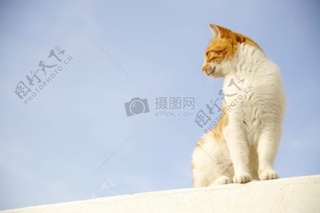 站在高台上的肥猫