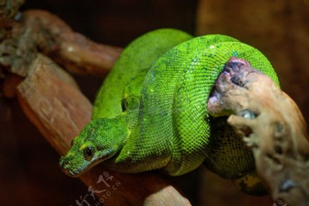 绿色的蛇