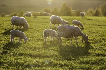 草地上吃草的羊