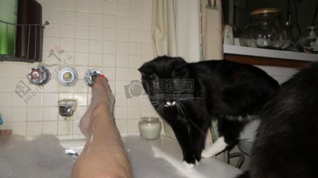 浴缸旁的小猫