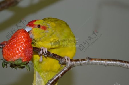 啄草莓的鹦鹉
