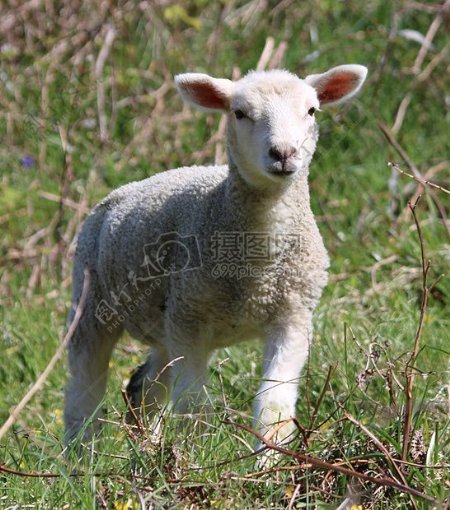 绿色草丛中的绵羊