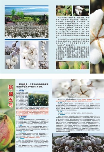 棉花宣传单宣传册彩页农业
