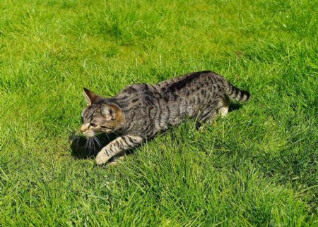 草地上奔跑的小猫