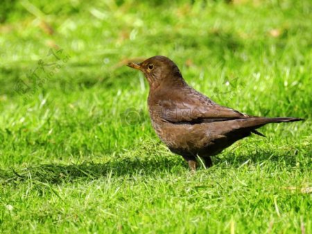 草坪上的一枝褐色鸟