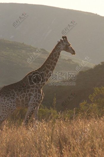 阳光下草地上的长颈鹿