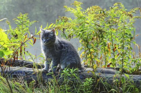 草丛中的灰色小猫