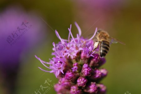 紫罗兰花上的蜜蜂