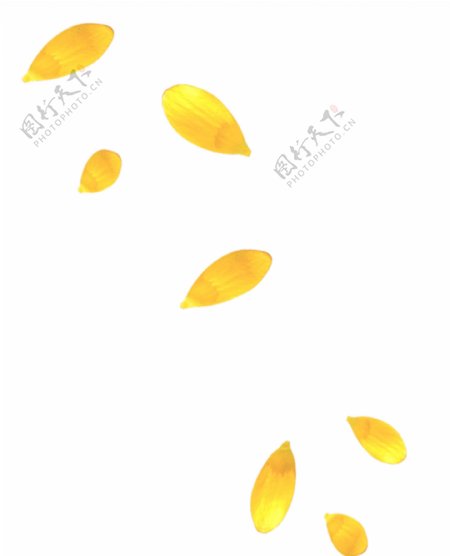 金色树叶漂浮元素