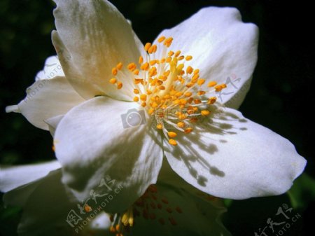 白色花朵上的黄色花蕊
