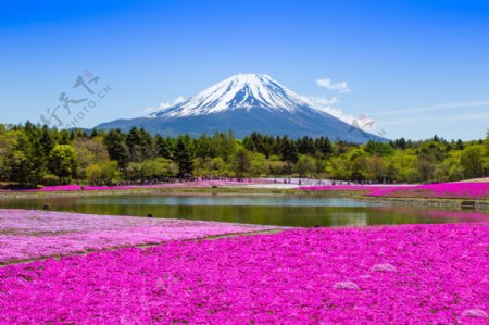 美丽的富士山风景图片