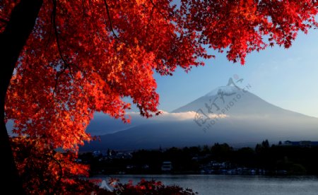日本富士山枫叶图片