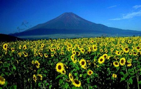 美丽的富士山下风景图片