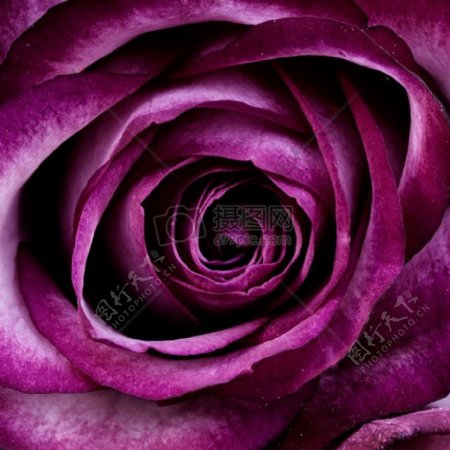 紫色花瓣花卉特写摄影