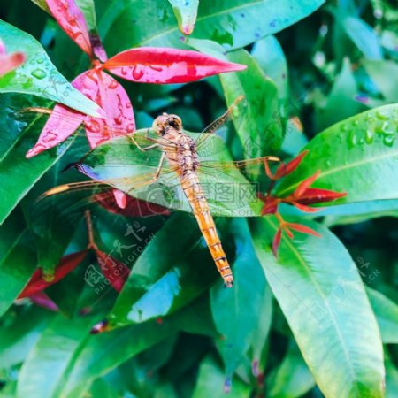 红色天气iphone动物摄影多雨叶子绿色昆虫蜻蜓生活