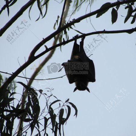 蝙蝠挂在树上