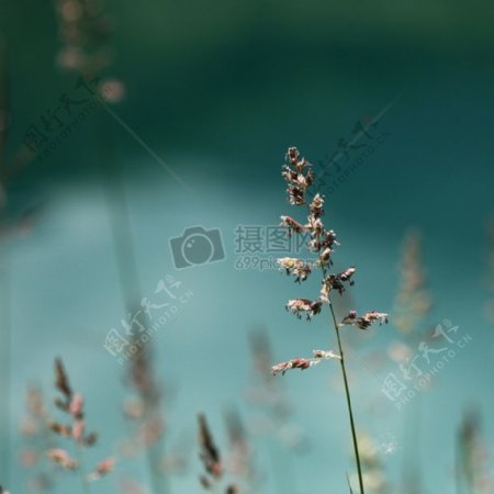 池塘中的薰衣草