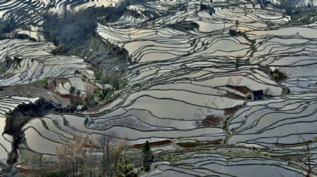 云南元阳梯田风景