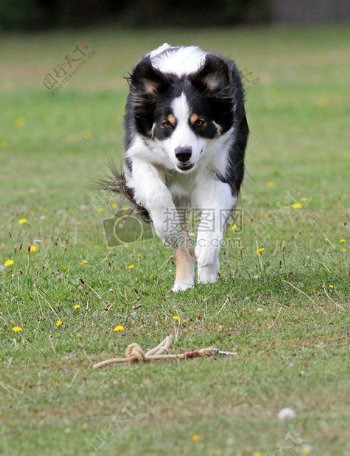 草地上奔跑的小狗