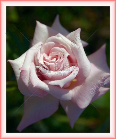 粉色边框里的粉色玫瑰花