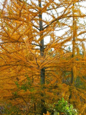 黄色松树的特写
