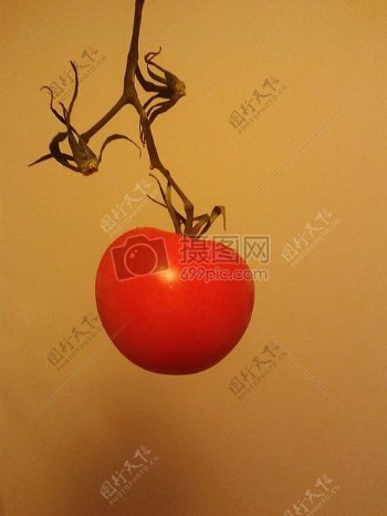 悬挂的番茄