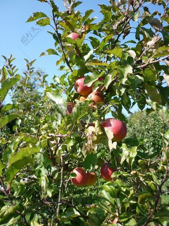农蔬果园里的苹果