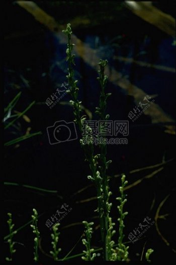 海底的绿色海草