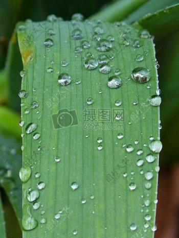 玉米叶上的水滴