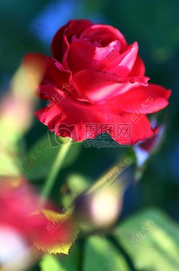 娇艳的红色玫瑰