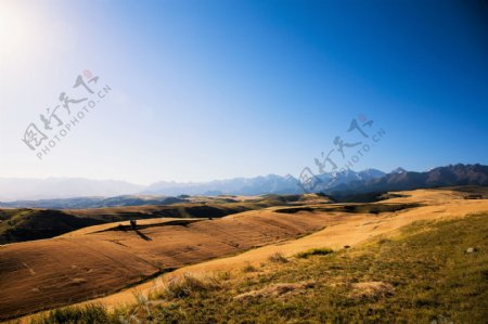 新疆江布拉克秋天的麦田风景