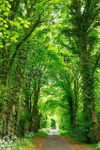道路自然森林树木道路树林线索