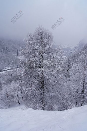 冰雪覆盖的树林