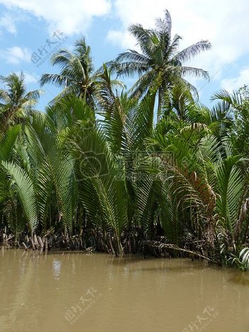 热带树林里和河流
