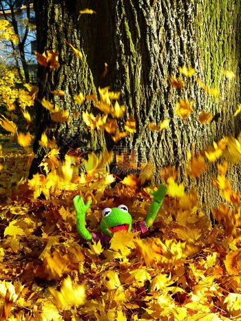 落叶里的青蛙