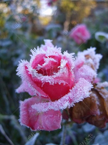 冬季中冷玫瑰